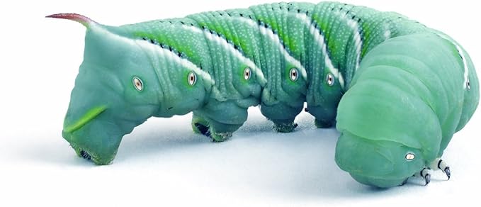 75ct (3 x 25ct Cups) Live Hornworms by DBDPet | Live Arrival is Guaranteed