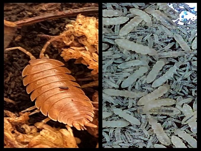 Orange Isopods (Qty-10+) & Springtails (8 oz Seeding Cuture) Combo Package, for Amphibian/Reptile/Invertebrate Bioactive Habitats, by Critters Direct