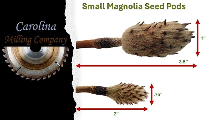 Small Magnolia Seed Pods, 24 Pack for Bioactive Enclosures, Terrariums, Aquariums, Reptiles, Amphibians, Isopods