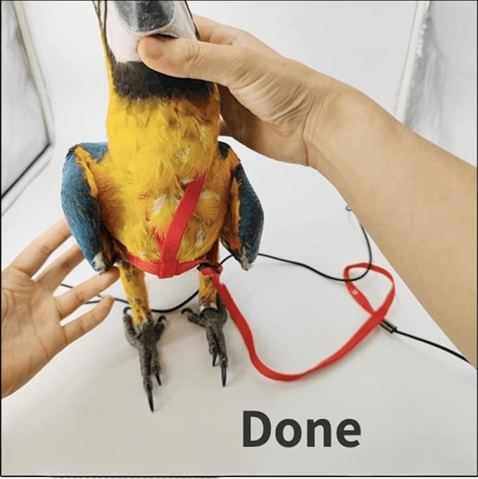 Adjustable Bird Harness with 78.7 Inch Leash, Outdoor Flying Training Rope Kit for Bird Parrots, Parrot Flying Rope Straps Outdoor Training Traction Rope for Small Medium Large Size Birds (XS)