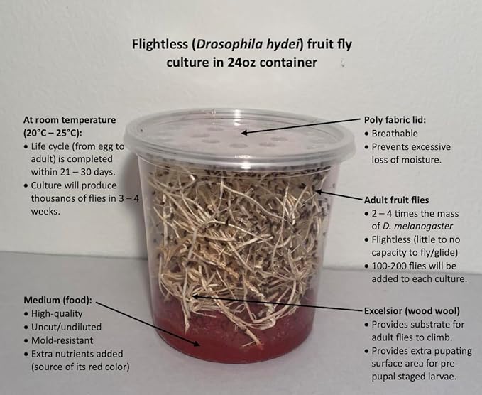 Flightless (Drosophila hydei) Fruit Fly Culture - *Newly inoculated*