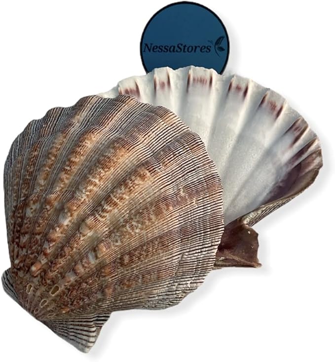 NESSASTORES - Natural Lion Paw Scallop Nautical Dish Beach Craft Sea Shell 5"-6" #JC-026 (11 Pairs)