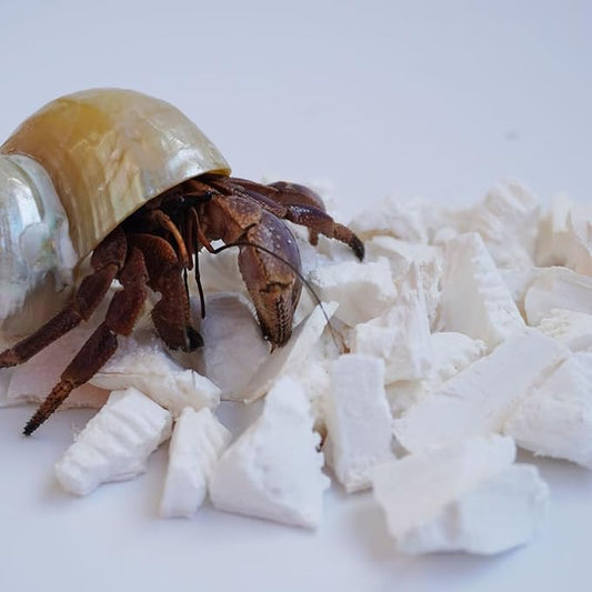 Hermit Crab Accessories, 1.6oz Cuttlebone Small Particles for Hermit Crabs