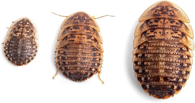 Fluker's Live Dubia Roaches, Premium Feeder Insects for Reptiles, Amphibians, and Arachnids (100 Count Large)