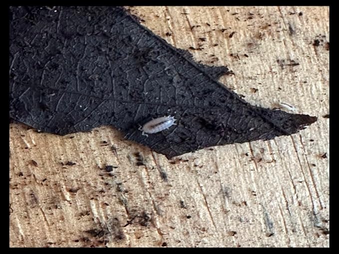 Dwarf Purple Isopods (Qty-25), for Amphibian/Reptile/Invertebrate Bioactive Habitats, by Critters Direct