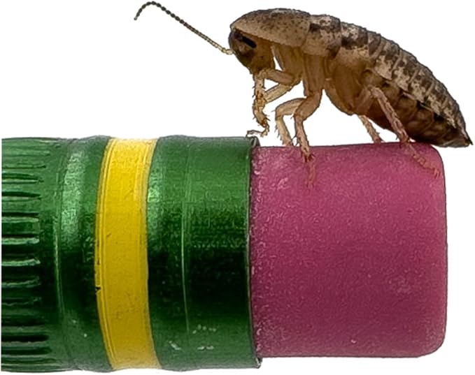 Dubia Roaches – Food for Reptiles, Tarantulas, Bearded Dragons, Geckos, and Insect-Eating Pets – High Protein, Easy to Digest, Healthier Alternative to Crickets (3/8", 300 Count)