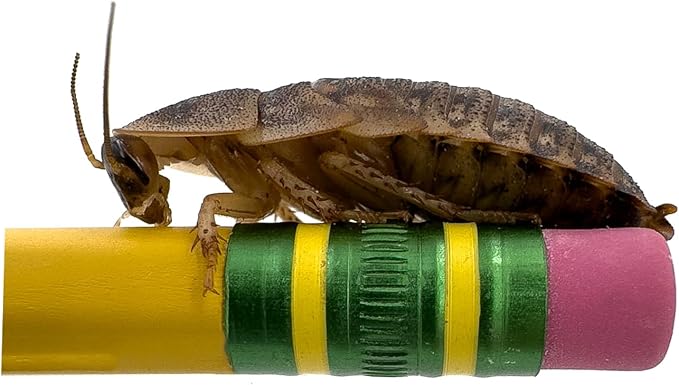 Dubia Roaches – Food for Reptiles, Tarantulas, Bearded Dragons, Geckos, and Insect-Eating Pets – High Protein, Easy to Digest, Healthier Alternative to Crickets (1.25", 500 Count)