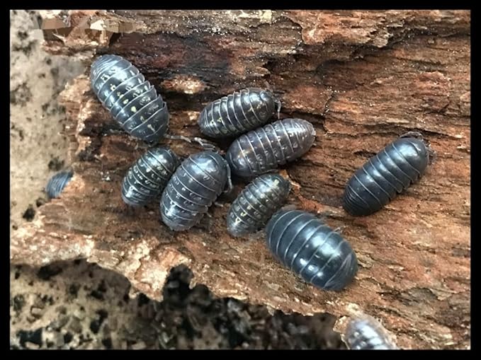 Vulgare Isopods (Qty-50), Roly Polys, for Amphibian/Reptile/Invertebrate Bioactive Habitats, by Critters Direct