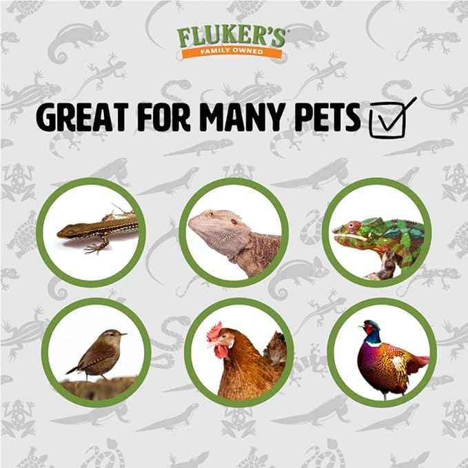 Fluker's Large Live Black Soldier Fly Larvae 100 Count - Reptile and Chicken Food