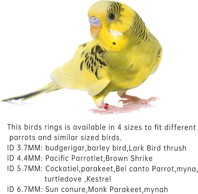 Open Bird Ring Bird Band Bird Foot Ring Bird Leg Bands Rings for Birds Tags Aluminum Alloy Split Ring Mixed Color for Parrots Hibiscus Bird Finches Etc 50Pcs (ID 4.4MM)