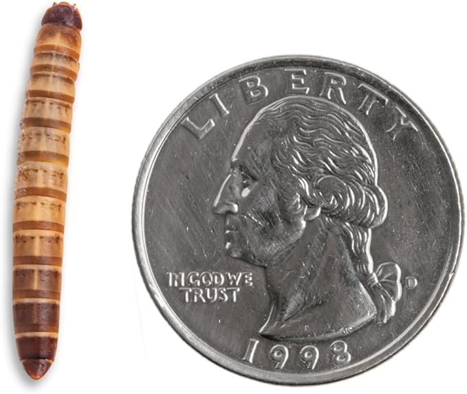 Fluker's Live Superworms, 1000 Count Insects for Reptiles, Chickens, and Birds, Medium (Approx. 1")