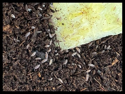 Dwarf Purple Isopods (Qty-50), for Amphibian/Reptile/Invertebrate Bioactive Habitats, by Critters Direct