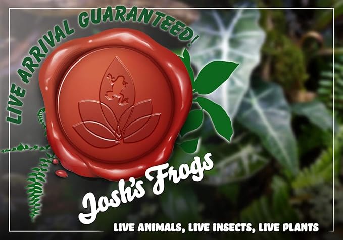 Josh's Frogs 18x18x18 Crested Gecko Vivarium Plant Kit