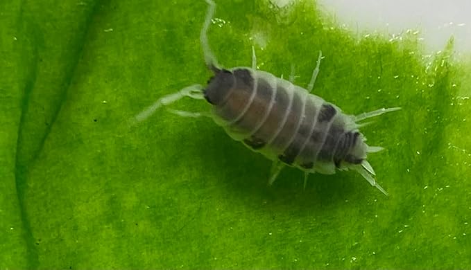 Pocket Pets 30 Powdered Cookie Crumble Isopod Clean Up Crew for Reptile and Amphibian Food Order only if Your 5 Day Forecast temperatures are Between 20 and 95 Degrees