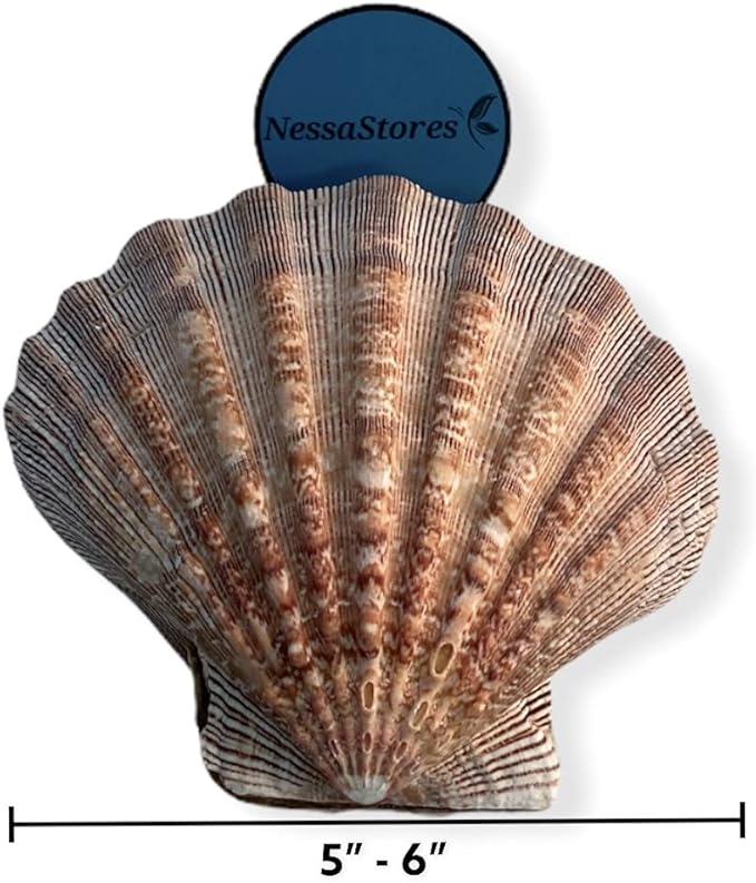 NESSASTORES - Natural Lion Paw Scallop Nautical Dish Beach Craft Sea Shell 5"-6" #JC-026 (11 Pairs)
