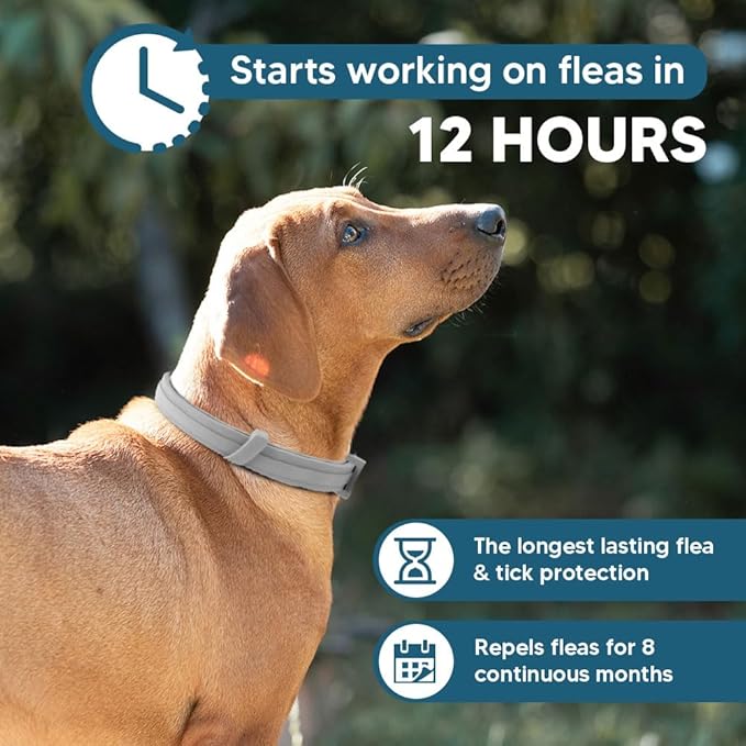 fcesiweg Flea Collars for Dogs Large, Tick Collar for Dogs, Flea Dog Collar,Gentle and Safe for Daily Use, 8 Months Protection-1P