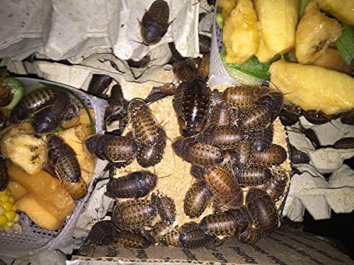 BadAssBugs™ 2LB Dubia Roach Chow Honey Horchata