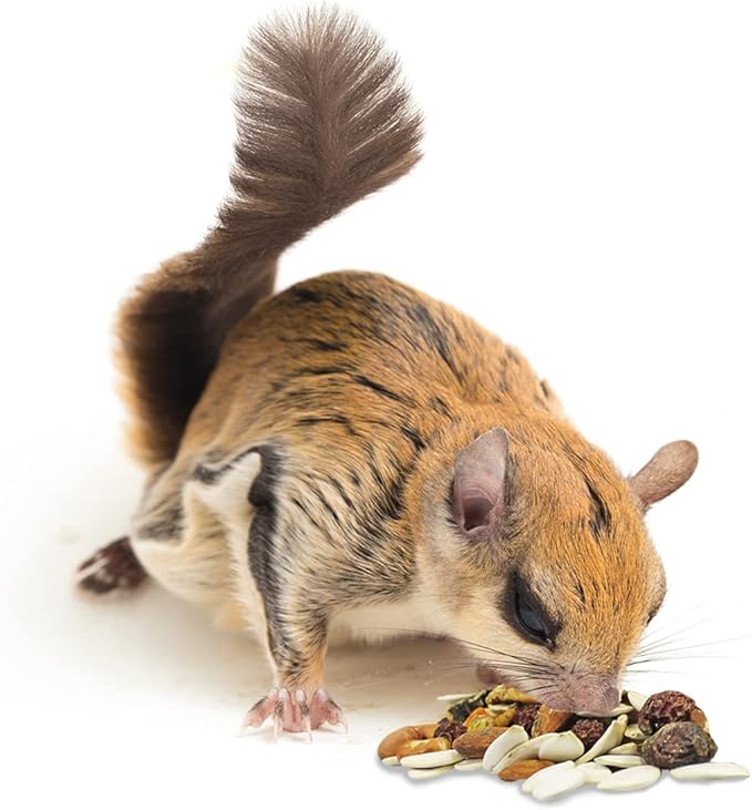 Exotic Nutrition Squirrel Complete (15 lb.) - Healthy Natural Food for Pet & Captive Squirrels - Ground, Grey, and Flying Squirrels, & Chipmunks