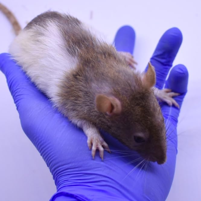 MiceDirect 24 Frozen Rat Combo Pack 12 Medium and 12 Large Feeders Snake Food (6-9 in)(3120 Grams Min)