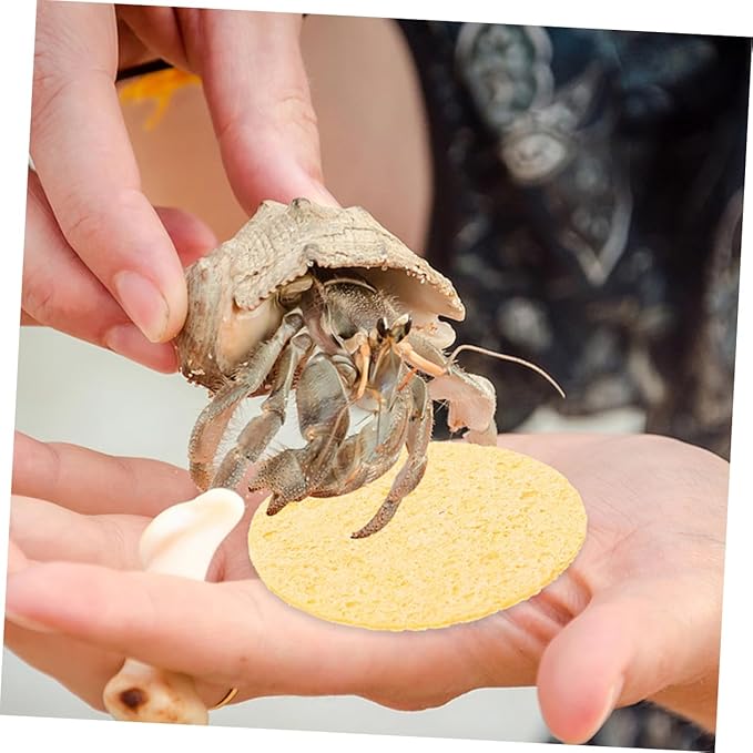 Mikikit 20pcs Crab Tank Accessories Humidity Keeping Sponges for Cleaning Water Dish