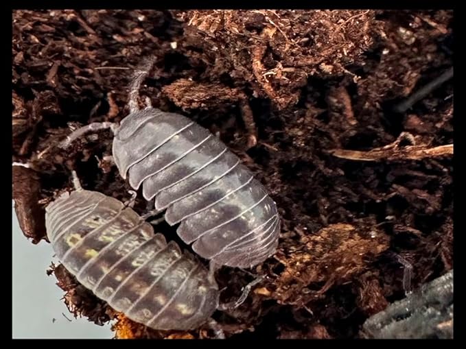 Vulgare Isopods (Qty-50), Roly Polys, for Amphibian/Reptile/Invertebrate Bioactive Habitats, by Critters Direct