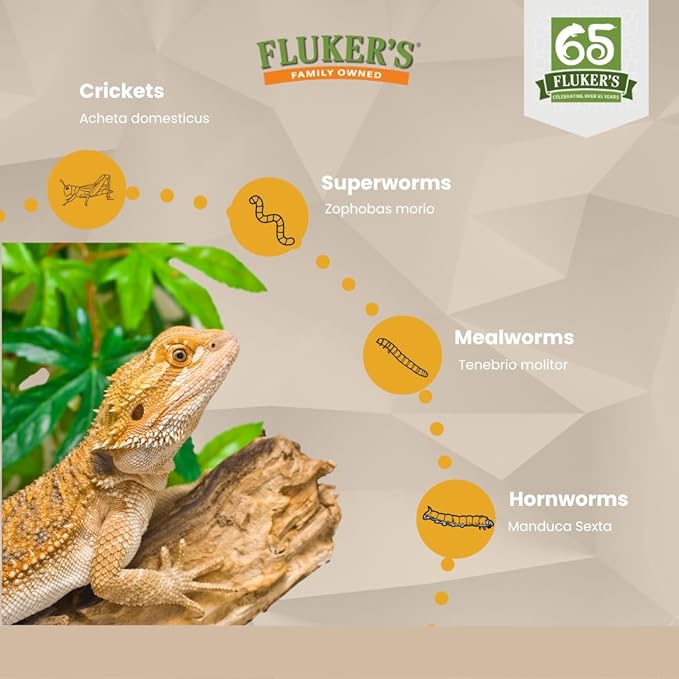 Fluker's Live Dubia Roaches, Premium Feeder Insects for Reptiles, Amphibians, and Arachnids (100 Count Large)