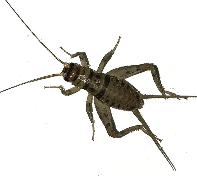 Live Large Banded Crickets (Pack of 1000)