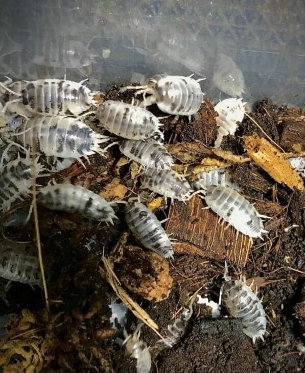 10 Live Dairy Cow (Porcellio Laevis) - Isopods for BioActive Terrariums, Vivarium Clean-up Crews, and Reptile Food