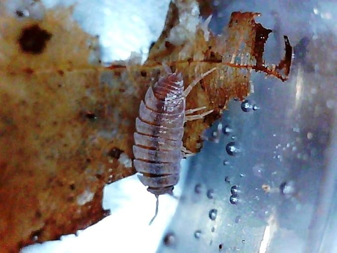 Dwarf Purple Isopods (Qty-25), for Amphibian/Reptile/Invertebrate Bioactive Habitats, by Critters Direct