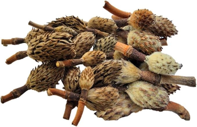 Small Magnolia Seed Pods, 24 Pack for Bioactive Enclosures, Terrariums, Aquariums, Reptiles, Amphibians, Isopods