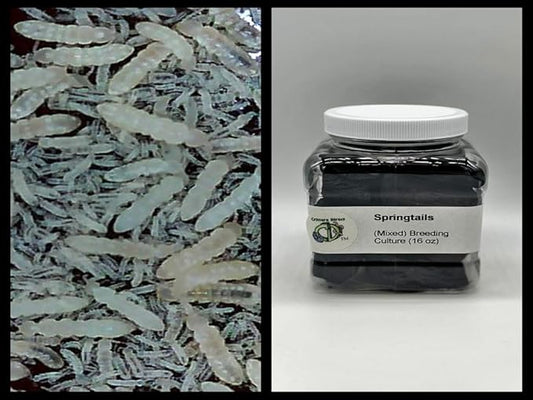 Live Springtails, (16 oz Breeding Culture), for Amphibian/Reptile/Invertebrate Bioactive Habitats, by Critters Direct