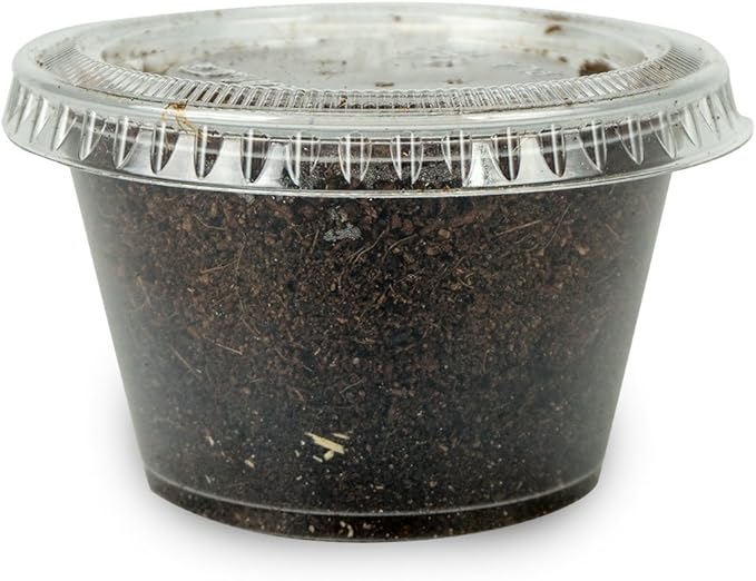 Josh's Frogs Black Soldier Fly Larvae (50 Count - Large)