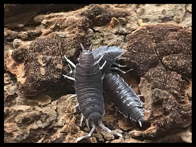 Critters Direct Powder Blue Isopods (Qty-20), for Amphibian/Reptile/Invertebrate Bioactive Habitats
