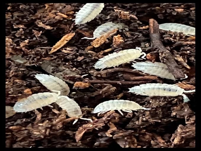 Dwarf White Isopods (Qty-100), for Amphibian/Reptile/Invertebrate Bioactive Habitats, by Critters Direct