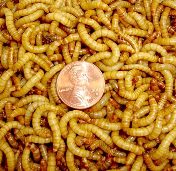Surmen Legacy 250 Count Live Mealworms, Reptile, Birds, Chickens, Fish Food