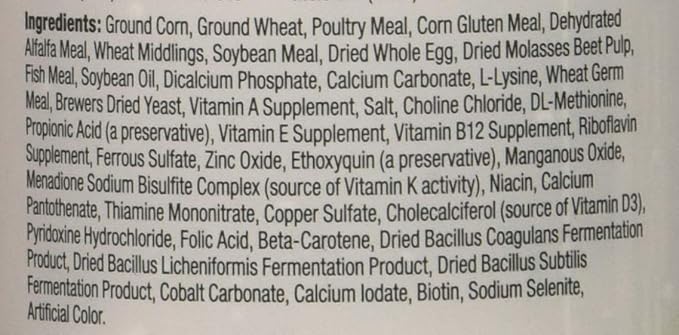 Bearded Dragon Food
