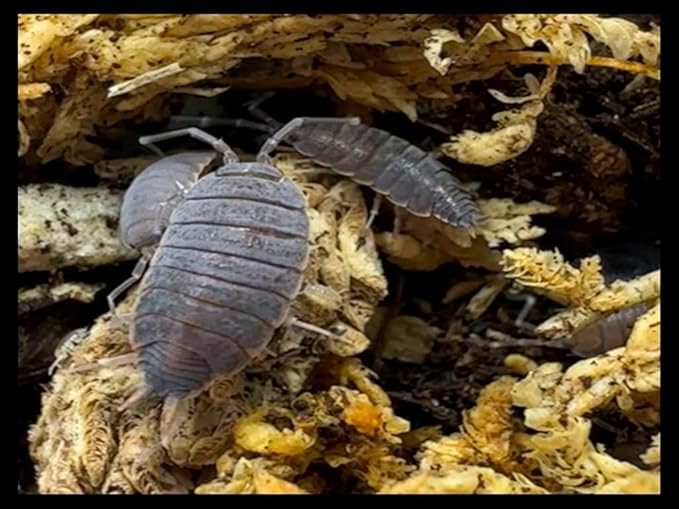 Powder Blue Isopods (Qty-20) & Springtails (8 oz Seeding Cuture) Combo Package, for Amphibian/Reptile/Invertebrate Bioactive Habitats, by Critters Direct