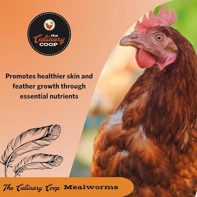 Fluker's Culinary Coop Premium Chicken Treats, Mealworms 3.5 oz, High Protein Worm, Nutritious Treat