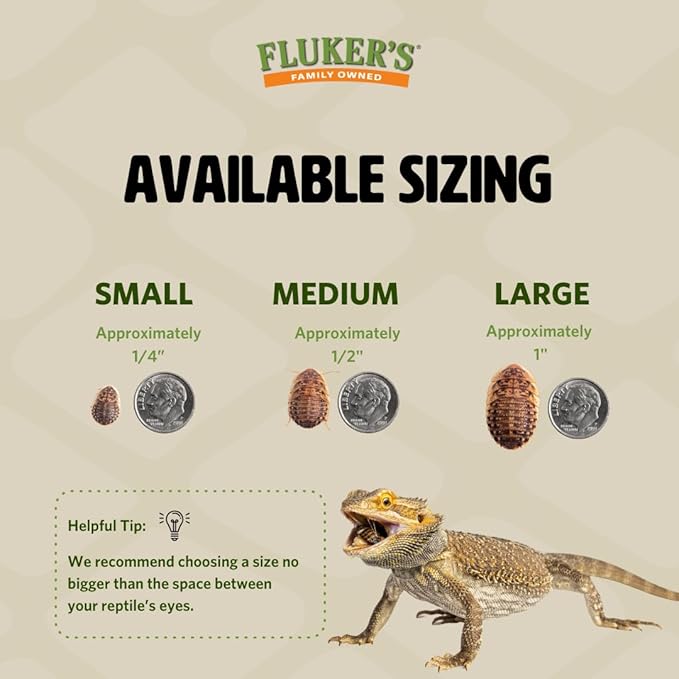 Fluker's Live Dubia Roaches, Premium Feeder Insects for Reptiles, Amphibians, and Arachnids (100 Count Large)