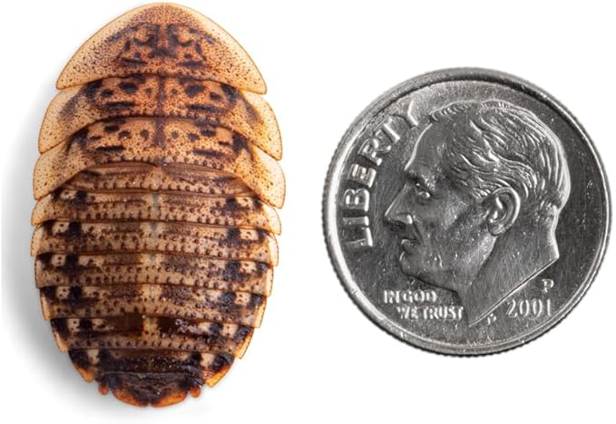 Fluker's Live Dubia Roaches, Premium Feeder Insects for Reptiles, Amphibians, and Arachnids (100 Count Large)