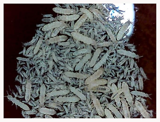 Giant Canyon Isopods (Qty-10) & Springtails (8 oz Seeding Culture) Combo Package, for Arid Amphibian/Reptile/Invertebrate Bioactive Habitats, by Critters Direct