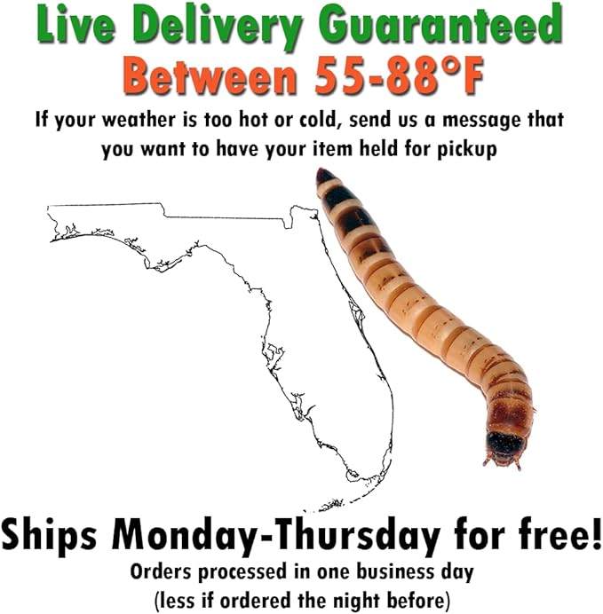 Superworm 300 Live Superworms (Large)-Bulk and Organic from FL