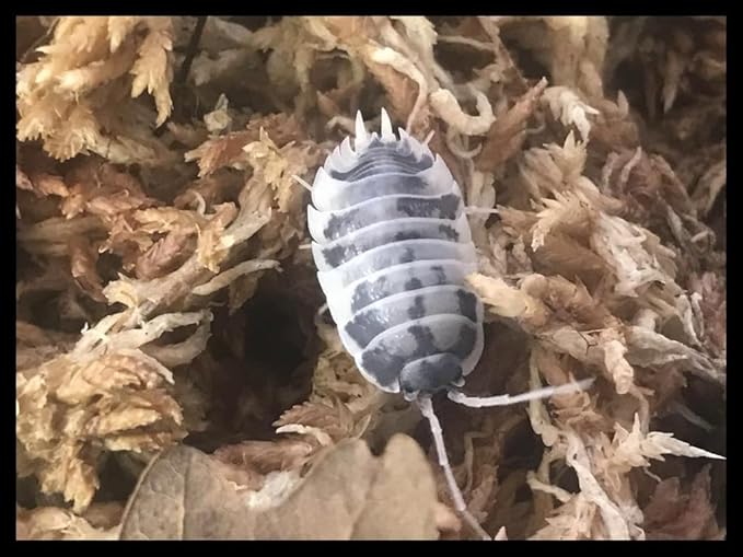 Critters Direct Dairy Cow Isopods (Qty-50), for Amphibian/Reptile/Invertebrate Bioactive Habitats