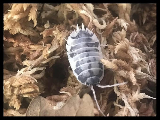 Critters Direct Dairy Cow Isopods (Qty-50), for Amphibian/Reptile/Invertebrate Bioactive Habitats