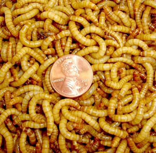 Surmen Legacy 1000ct Medium Live Mealworms (1/2") Reptile, Birds, Chickens, Fish Food