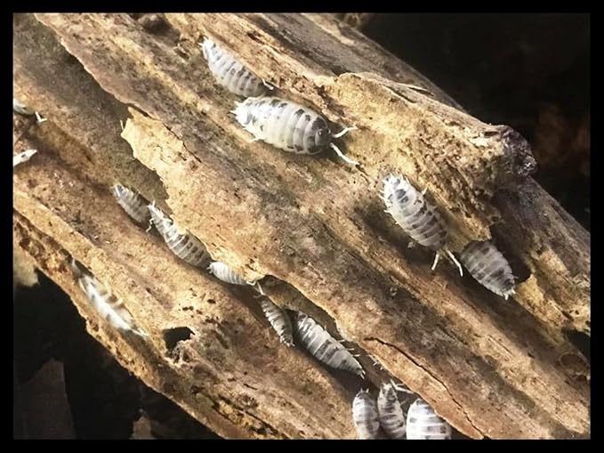 Critters Direct Dairy Cow Isopods (Qty-10), for Amphibian/Reptile/Invertebrate Bioactive Habitats
