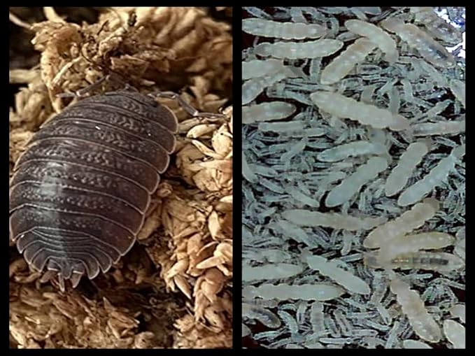 Giant Canyon Isopods (Qty-10) & Springtails (8 oz Seeding Culture) Combo Package, for Arid Amphibian/Reptile/Invertebrate Bioactive Habitats, by Critters Direct
