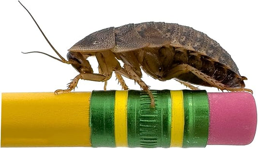 Dubi Deli Dubia Roaches – Food for Reptiles, Tarantulas, Bearded Dragons, Geckos, and Insect-Eating Pets – High Protein, Easy to Digest, Healthier Alternative to Crickets (1", 100 Count)