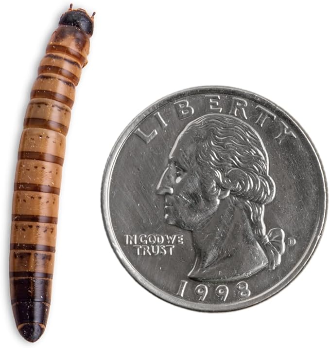 Fluker's Live Superworms, 250 Count Insects for Reptiles, Chickens, and Birds, Medium (Approx. 1")