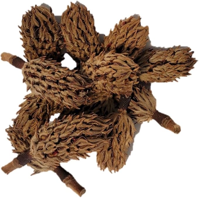 Magnolia Seed Pods, 12 Pack for Bioactive Enclosures, Terrariums, Aquariums, Reptiles, Amphibians, Isopods